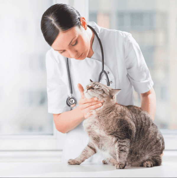 Veterinarian Marketing